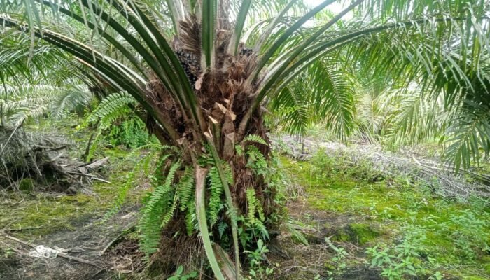 “Ninja Sawit” Beraksi, Petani Sawit di Sajingan Besar Merasa Tidak Aman