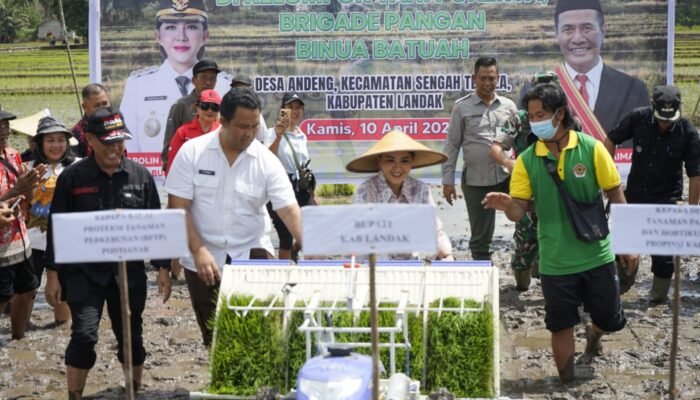 Periode Bulan November LTT Padi Kabupaten Landak Kembali Tertinggi di Kalbar