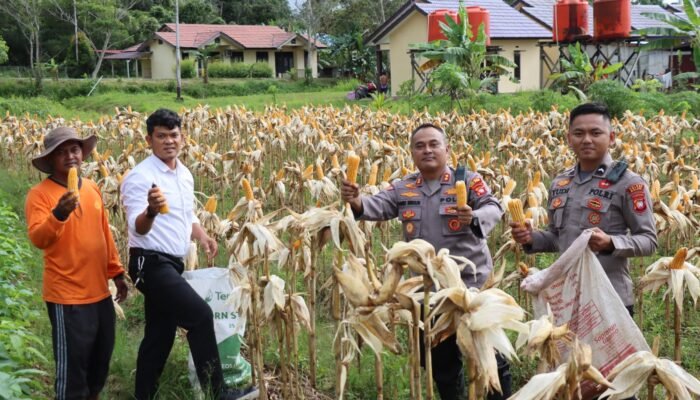 Kapolres Melawi Pimpin Panen Jagung di Tengah Gerimis, Perkuat Kebersamaan dan Ketahanan Pangan