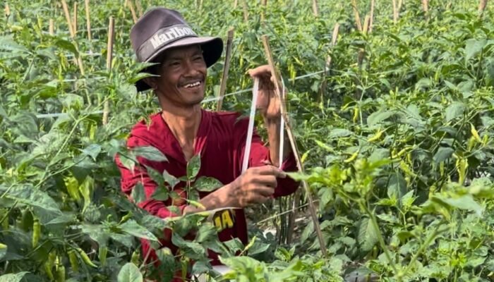 Dari Seperempat Hektare, Harapan Itu Tumbuh di Kebun Cabai Abror