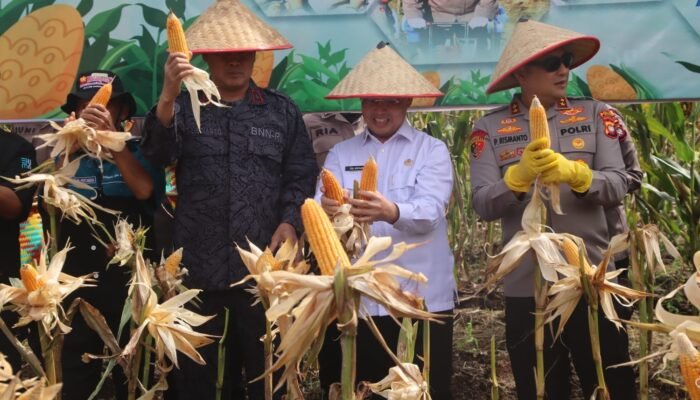 Panen Raya Jagung Serentak, Gubernur Ria Norsan Tegaskan Kalbar Siap Perkuat Ketahanan Pangan Nasional