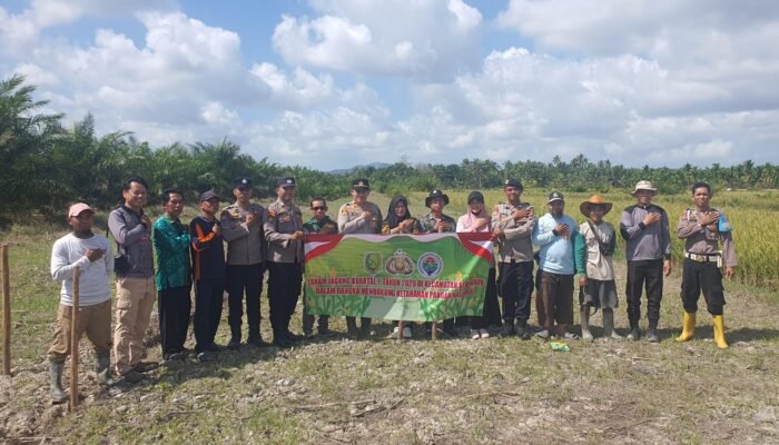 Dukung Asta Cita Presiden RI Polsek Semparuk Tanam Jagung 1 Hektar di Desa Seburing