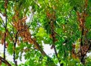 Panen Langsat Tanpa Pasar: Satu Ton Buah di Sajingan Besar Membusuk Tanpa Pembeli