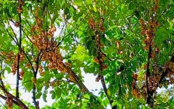 Panen Langsat Tanpa Pasar: Satu Ton Buah di Sajingan Besar Membusuk Tanpa Pembeli