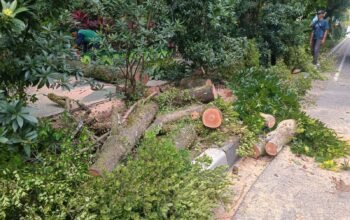 Tiga Mobil Ringsek Tertimpa Pohon Tumbang di A. Yani Pontianak