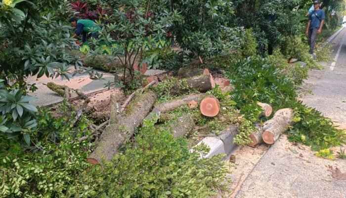 Tiga Mobil Ringsek Tertimpa Pohon Tumbang di A. Yani Pontianak