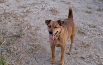 89 Kasus Gigitan Hewan di Sintang, Tiga Anjing Positif Rabies