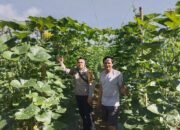 Pekarangan Warga Pawis Hilir Disulap Jadi Sumber Pangan, Bintara Penggerak Desa Beri Dukungan