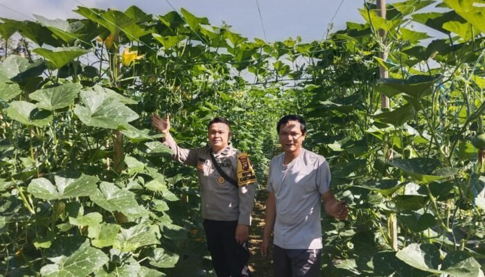 Pekarangan Warga Pawis Hilir Disulap Jadi Sumber Pangan, Bintara Penggerak Desa Beri Dukungan