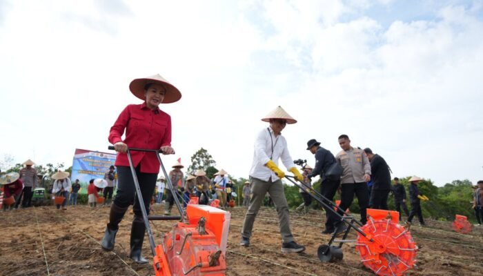 Karolin Dorong Perluasan Tanam Jagung di Landak untuk Dorong Peningkatan Ekonomi