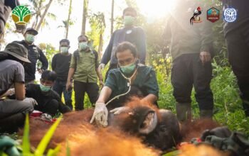 Translokasi Orangutan di Kayong Utara, Upaya Redam Konflik Satwa dan Warga