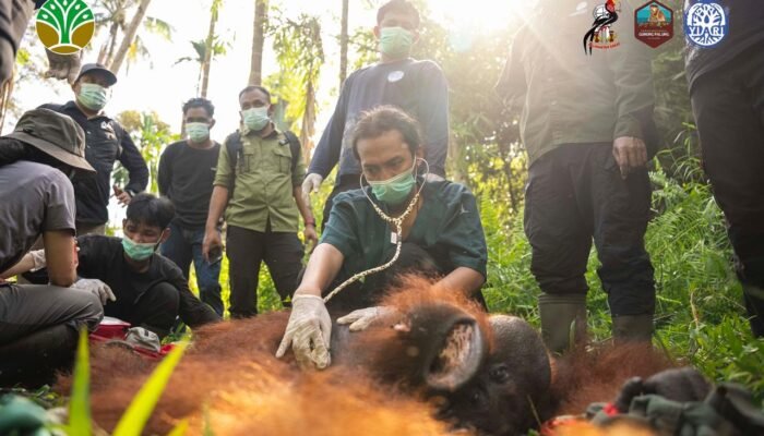 Translokasi Orangutan di Kayong Utara, Upaya Redam Konflik Satwa dan Warga