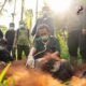 Translokasi Orangutan di Kayong Utara, Upaya Redam Konflik Satwa dan Warga