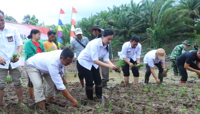 Lahan Cetak Sawah di Dusun Semata Mulai Ditanam, Dukung Ketahanan Pangan Keluarga