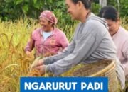 Tradisi Ngarurut Padi Dayak Kanayant, Plt Kadisdikbud Kalbar: Cermin Rendah Hati dan Kekuatan Gotong Royong