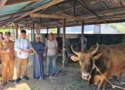 Bupati Ketapang Serahkan Dua Sapi Kurban Bantuan Presiden untuk Masyarakat Pantai Selatan