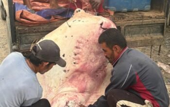 Nelayan Jawai Heboh! Pari Raksasa Seberat 100 Kilogram Berhasil Ditangkap di Perairan Sambas