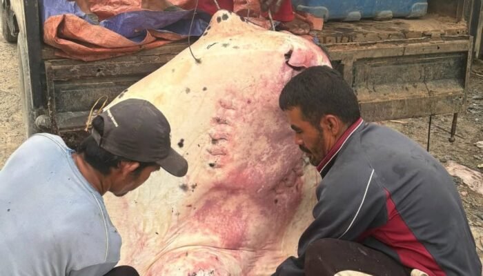 Nelayan Jawai Heboh! Pari Raksasa Seberat 100 Kilogram Berhasil Ditangkap di Perairan Sambas