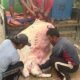 Nelayan Jawai Heboh! Pari Raksasa Seberat 100 Kilogram Berhasil Ditangkap di Perairan Sambas