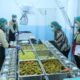Dinkes PPKB Landak Inspeksi Dapur MBG Amboyo Inti, Pastikan Kelayakan Penerbitan SLHS