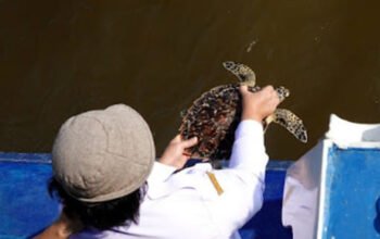 Tersangkut Jaring Nelayan, Penyu Sisik Langka Akhirnya “Pulang” ke Laut Kalbar Usai Dirawat 4 Hari