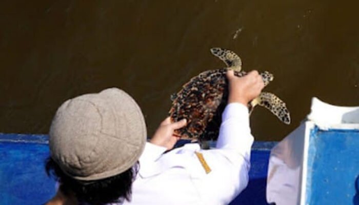 Tersangkut Jaring Nelayan, Penyu Sisik Langka Akhirnya “Pulang” ke Laut Kalbar Usai Dirawat 4 Hari