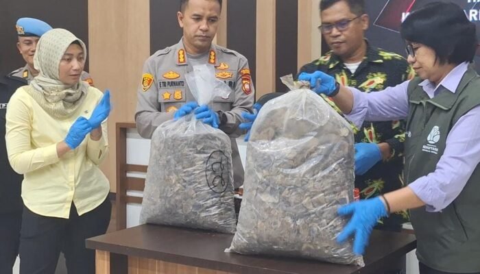 Polisi Ungkap Perdagangan Sisik Trenggiling di Pontianak, Sita 551 Kg Sisik dan 42 Kg Kuku