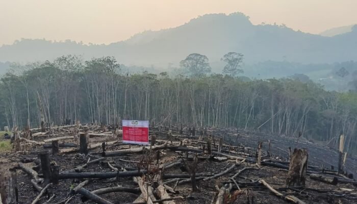 Cegah Karhutla, Kemenhut Periksa Kesiapan 4 Perusahaan Kehutanan di Kalbar