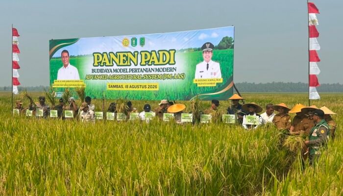 Poktan Dare Nandung Panen 8,15 Ton per Hektare, PM-AAS Buktikan Pertanian Modern Dongkrak Produktivitas