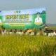 Poktan Dare Nandung Panen 8,15 Ton per Hektare, PM-AAS Buktikan Pertanian Modern Dongkrak Produktivitas