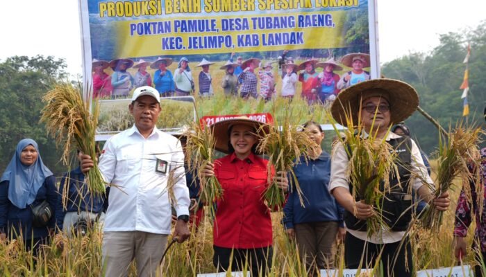 Bupati Karolin Dorong Petani Landak Jadi Penangkar Benih Padi Mandiri