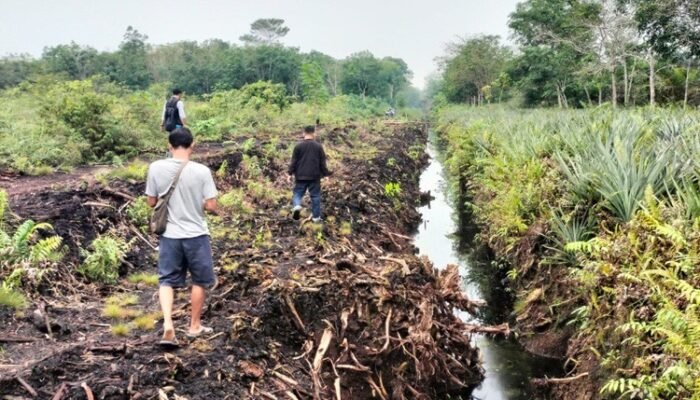 Pulihkan Gambut Pascakarhutla, GEMPUR Survei Sekat Kanal di Kalibandung
